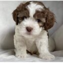  Shihpoo Dogs and puppies  male and female for sale-3