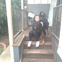 Male Rottweiler for adoption.-5