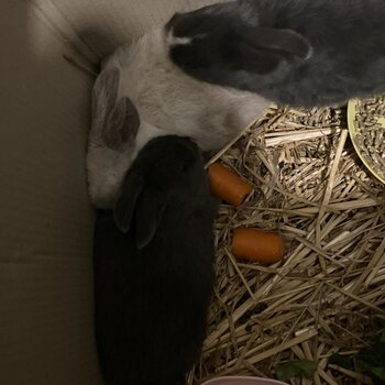 Three 3 Month Old Rabbits