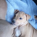 AMERICAN STAFFORDSHIRE TERRIERS BURPENGARY QLD-2