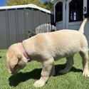 Purebread Labrador Puppies-3