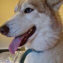 Beautiful energetic intelligent Siberian Husky-3