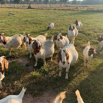 Friendly Boer goats 10 months old availabe