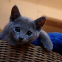 TOP quality TICA Registered Pedigree Russian Blue Kittens-0