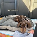 Chocolate Dapple Dachshund Puppy with Heterochromia Eyes-3