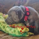 Purbread Staffordshire Bull Terrier puppies-4