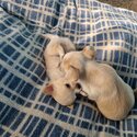 Unique pedigree loveable Chihuahua pups-2