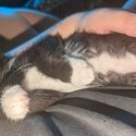 X2 kittens need rehoming (1 tabby girl and 1 tuxedo boy)-2