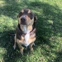 Kelpie x boarder collie-1