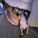 Mini Dachshund-1