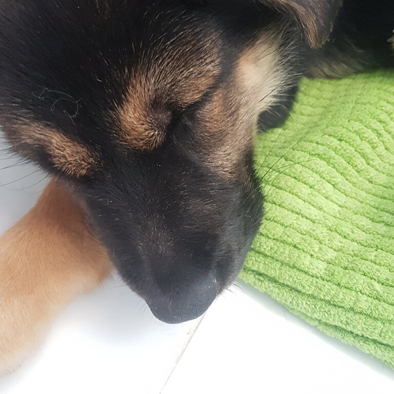 9 Week Purebred GSD Pup