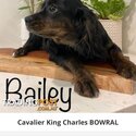 King Charles Cavelier pup-0