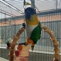 Caique parrot/ bird cage/ bird stand/ bird toys-4