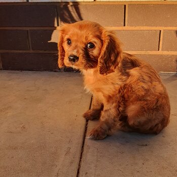 Purebred Cavalier King Charles 