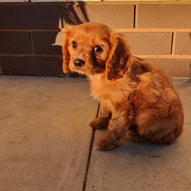 Purebred Cavalier King Charles 