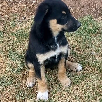 Kelpie x border Collie 