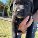 Labrador x Border Collie-1