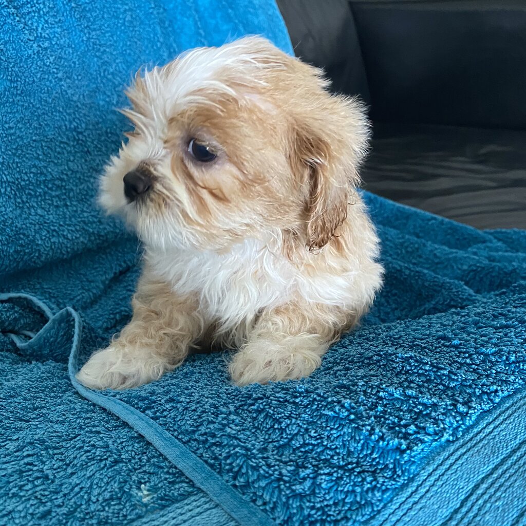 Shih Tzu Maltese Cross Puppies