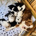 Border Collie Puppies-2