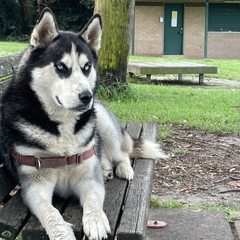 Siberian Husky - Blue Eyes - Pure Bread