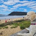 Gorgeous Golden Bordoodle -4