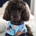 Genuine 3 y.o. toy poodle girl for sale-1