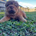 Bear Coat Shar pei-3