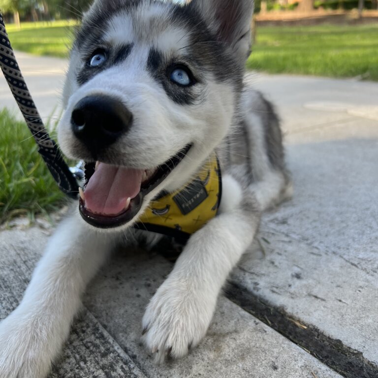 Female Husky