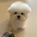 Amazing Healthy Purebred Pomeranian and Maltese Pups Available -3