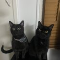 2 Beautiful Black Male cats-4