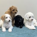 Sweet cavoodle puppies-2