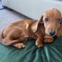 Purebred Mini Dachshund-2