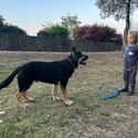 Handsome Large Black and Silver GSD puppy - trained and housebroken-5