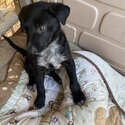 Beautiful Kelpie x Koolie Puppies x 4-1