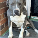 Blue nose pitbull puppies 8 weeks old -5