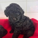 Toy poodle -2