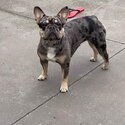 Black &amp; Tan Merle French Bulldog-5