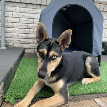 HUSKY x ROTTIE 