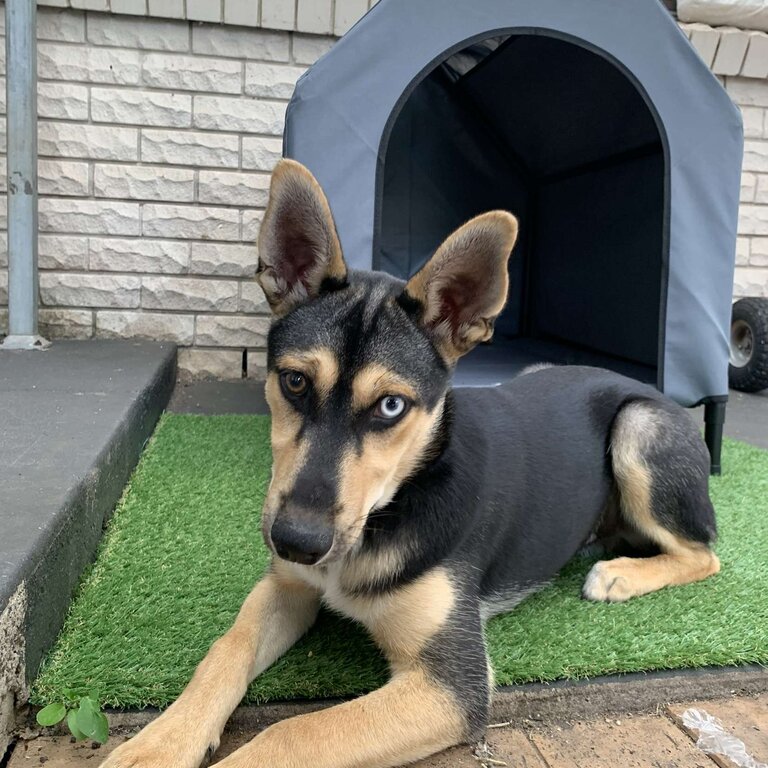 HUSKY x ROTTIE 