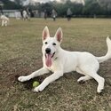 Adorable 7-month-old Swiss Shepherd Dog for Sale-1