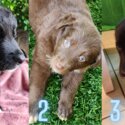 KELPIE X BORDER COLLIE Puppies Ready to Collect (Only 3 Left)-0