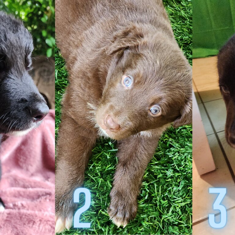 KELPIE X BORDER COLLIE Puppies Ready to Collect (Only 3 Left)