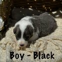 Border Collie Puppies-5