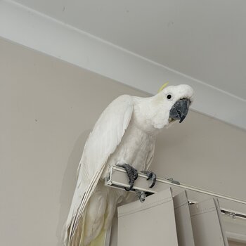 Tame Cockatoo