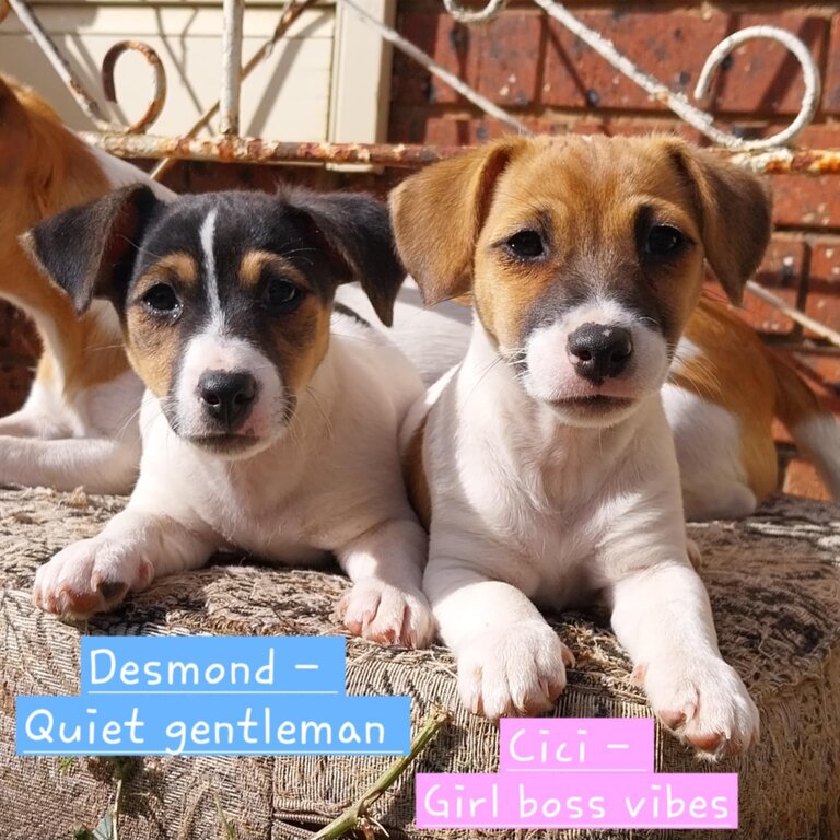 1mal 1 female Jack Russel