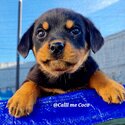 Rotweiler Puppies-5