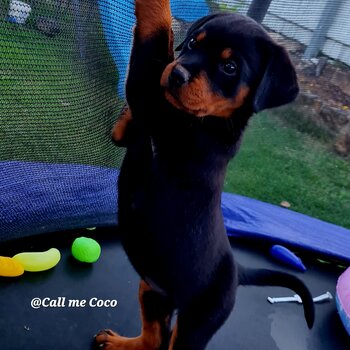 Rotweiler Puppies