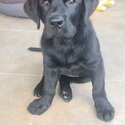 Pure-bred black Labrador  Sold-1