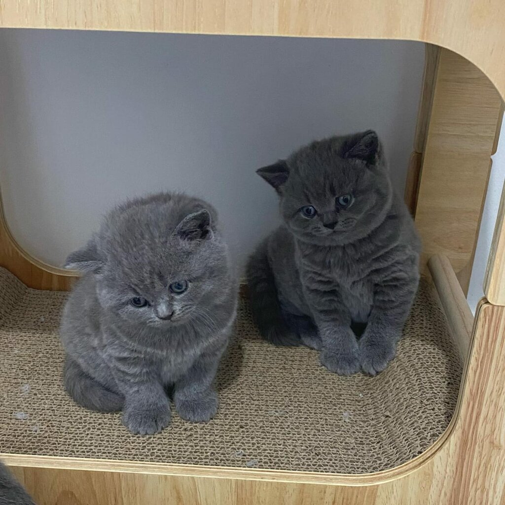 British Shorthair Kittens For Sale   F85b302d6e9188d50ecc9434177759d6bf6c8e8637b13107e2cbf513ad45ccdd  1024x1024 