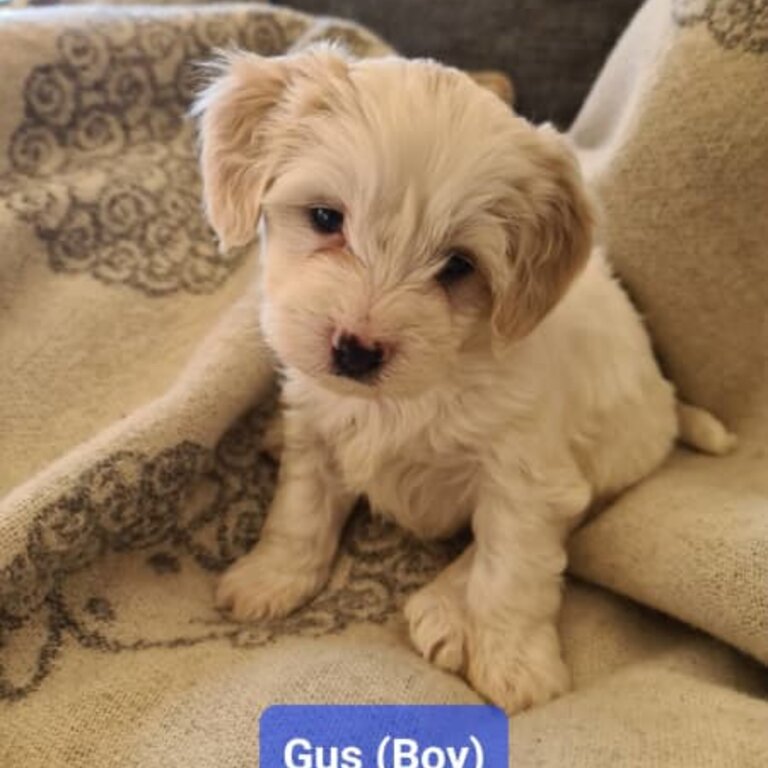 Malton (Maltese x Cavachon) Puppies for sale 'THE ULTIMATE TEDDY BEAR'